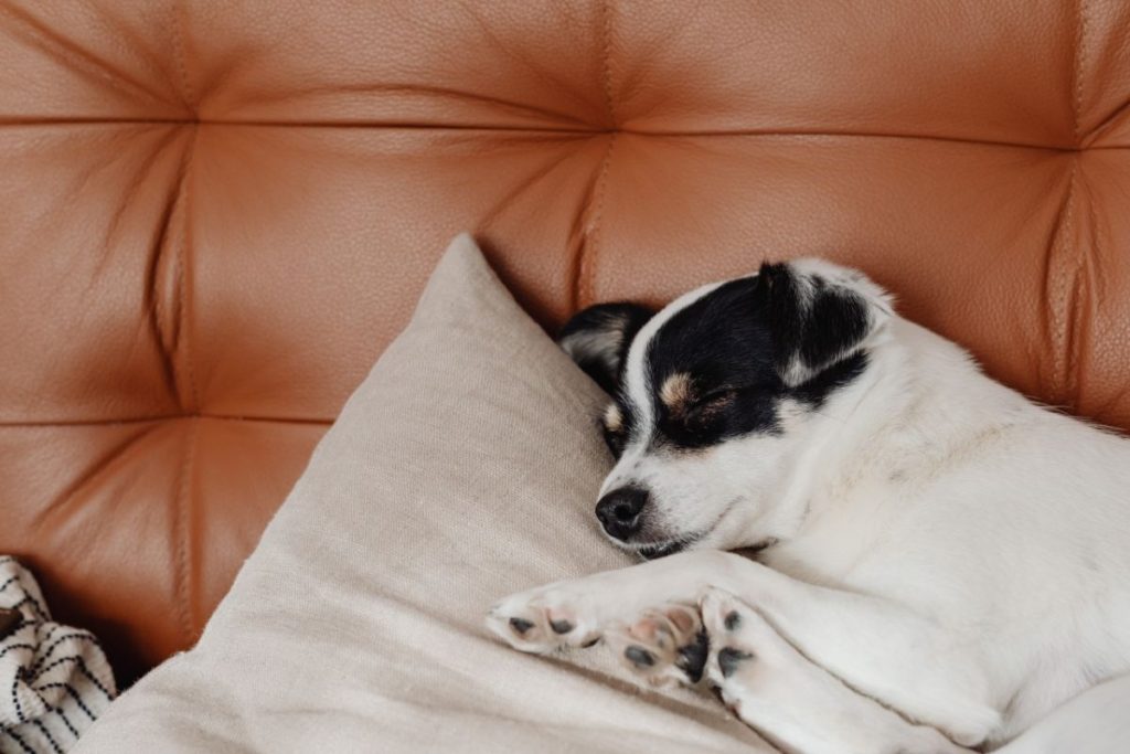 black and white dog sleeping on an orange couch